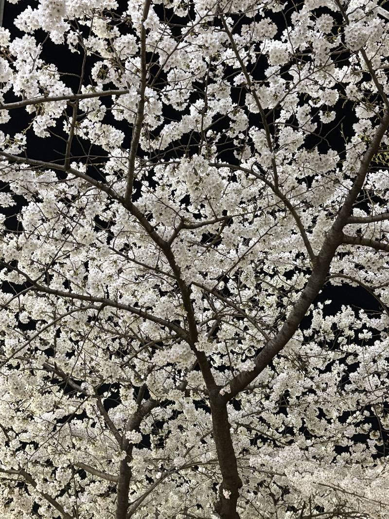 [잡담] 부산은 벛꽃벌써다핀듯 | 인스티즈