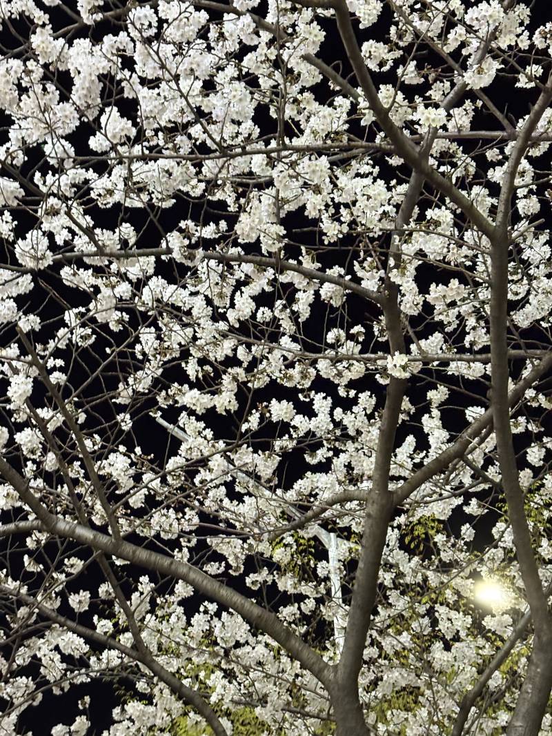 [잡담] 부산은 벛꽃벌써다핀듯 | 인스티즈