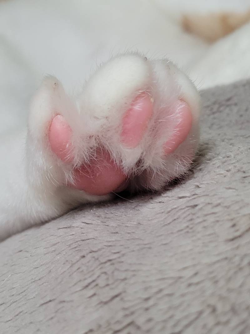 [잡담] 고양이들 발가락 벌리고 있는 이유가 뭘까? | 인스티즈