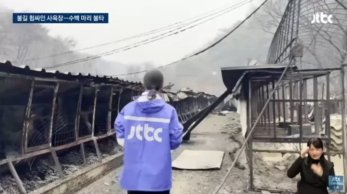 화마로 사육장 개 700마리 '즉사' 주인 철장문 잠근 채 홀로 대피 | 인스티즈