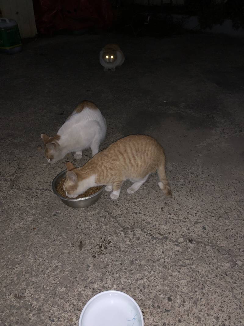 [잡담] 내 건물에 고양이들이 무단점거 했어 ㅋㅋㅋ ㅠ 40 | 인스티즈