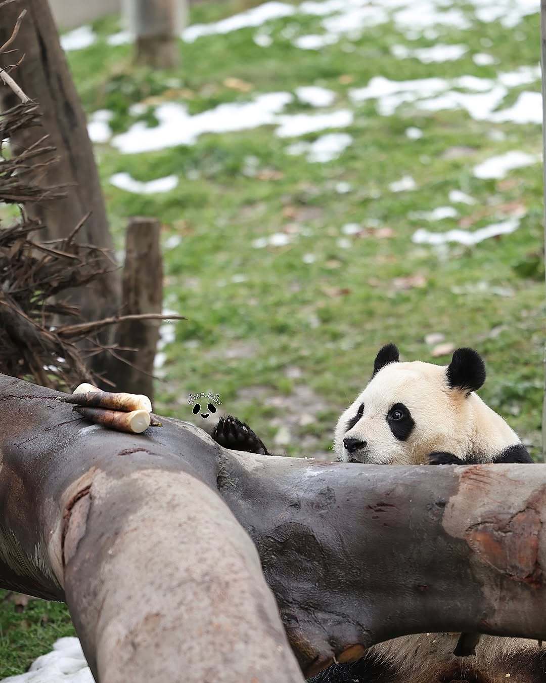 [잡담] 죽순 발견한 푸바오 사진 보고 가 진짜 진짜 귀여움💛 | 인스티즈