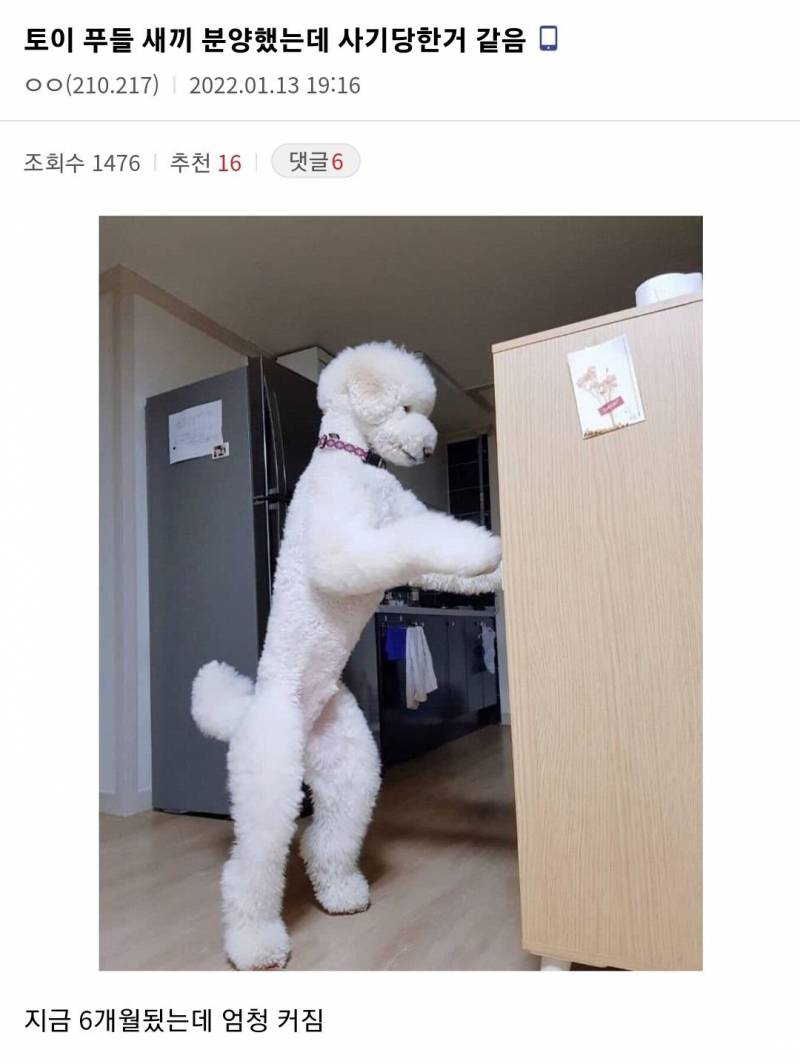 [잡담] 와 푸들 진짜 이만해? ㅋㅋㅋㅋㅋㅋ | 인스티즈