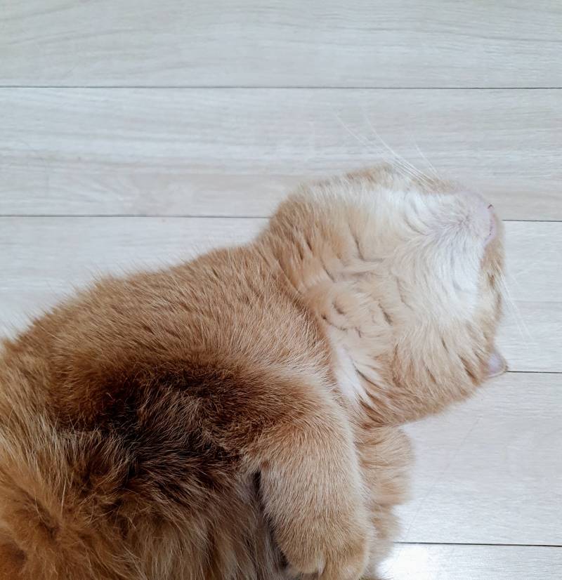 [잡담] 내 방인데 나보다 더 편하게잘잠 | 인스티즈