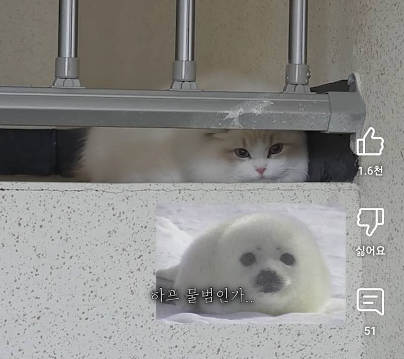 [잡담] 고양이탐정 쇼츠 보는데 얘 너무 귀엽다 ㅠㅠㅠㅠㅠ | 인스티즈
