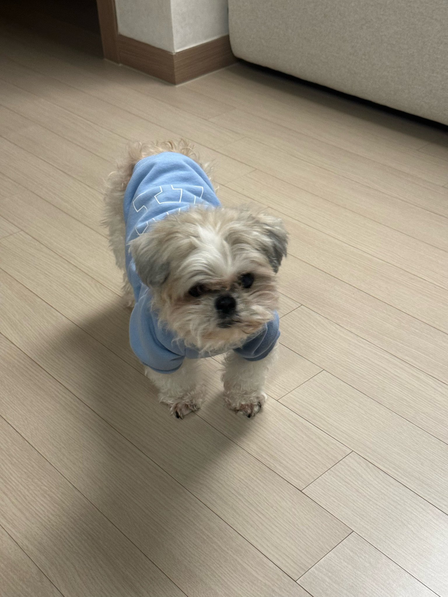 [잡담] 낮에 이 강아지보고 생각나서 잠도 안온다 지금 | 인스티즈