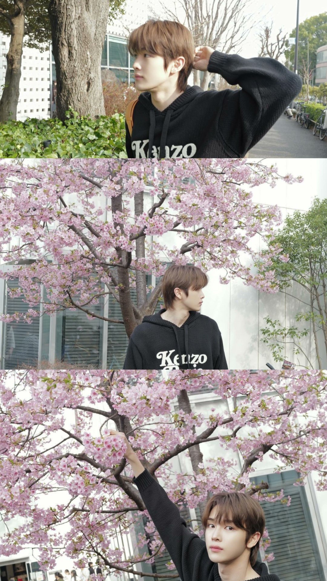 [잡담] 벚꽃 + 성찬 필승조합이쟈나~ | 인스티즈