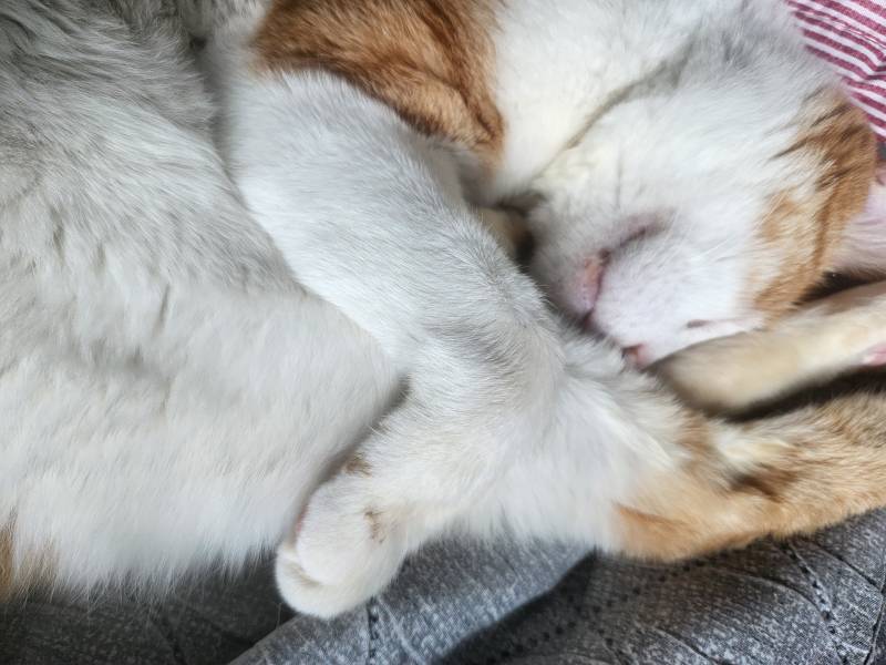 [잡담] 임보냥이 이러고 자는데 안 불편한가..? | 인스티즈