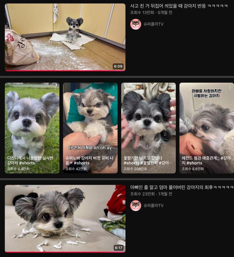 [잡담] 난 사실 강아지보다는 고양이파인데 얘는 너무 예뻐 | 인스티즈