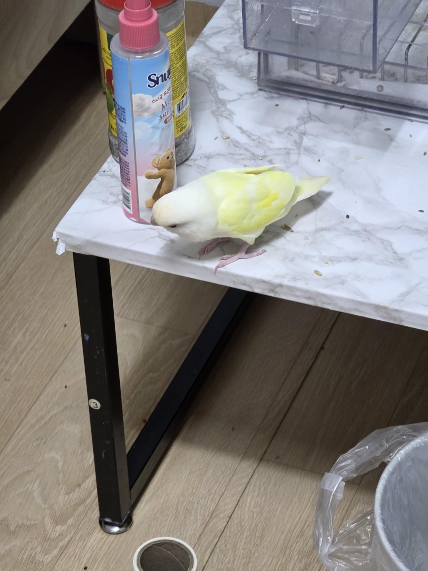 [잡담] 우리집 사고남; | 인스티즈