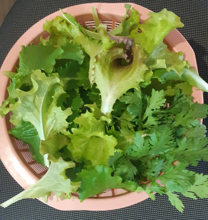 [잡담] 늘어난 내 채소 컬렉션🌱 (+첫 수확 | 인스티즈