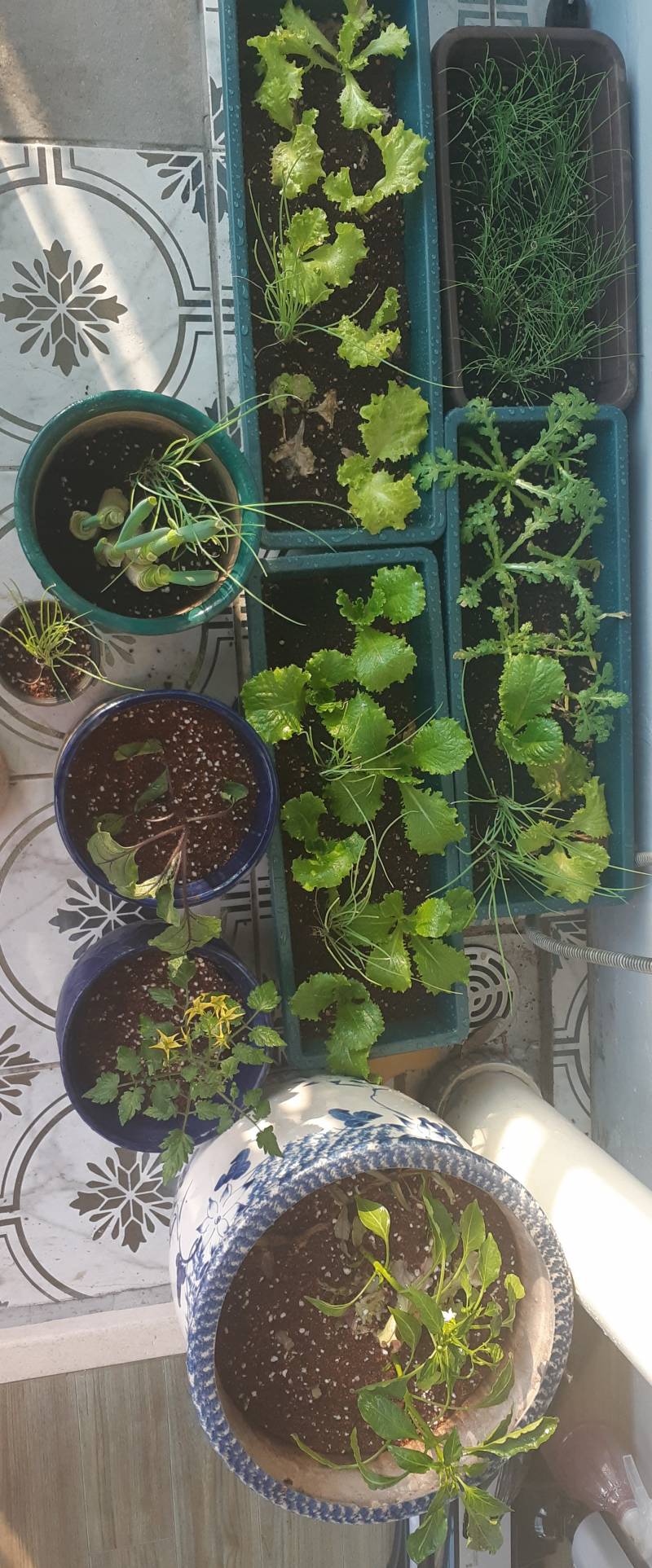 [잡담] 늘어난 내 채소 컬렉션🌱 (+첫 수확 | 인스티즈