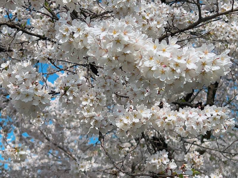 [잡담] 벚꽃만개했다~🌸 | 인스티즈