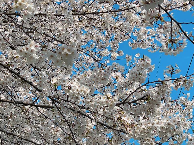 [잡담] 벚꽃만개했다~🌸 | 인스티즈
