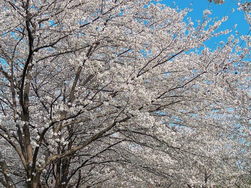 [잡담] 올해 벚꽃보는거 기대감없이 봤는데 화창한날 만개한거봄 | 인스티즈