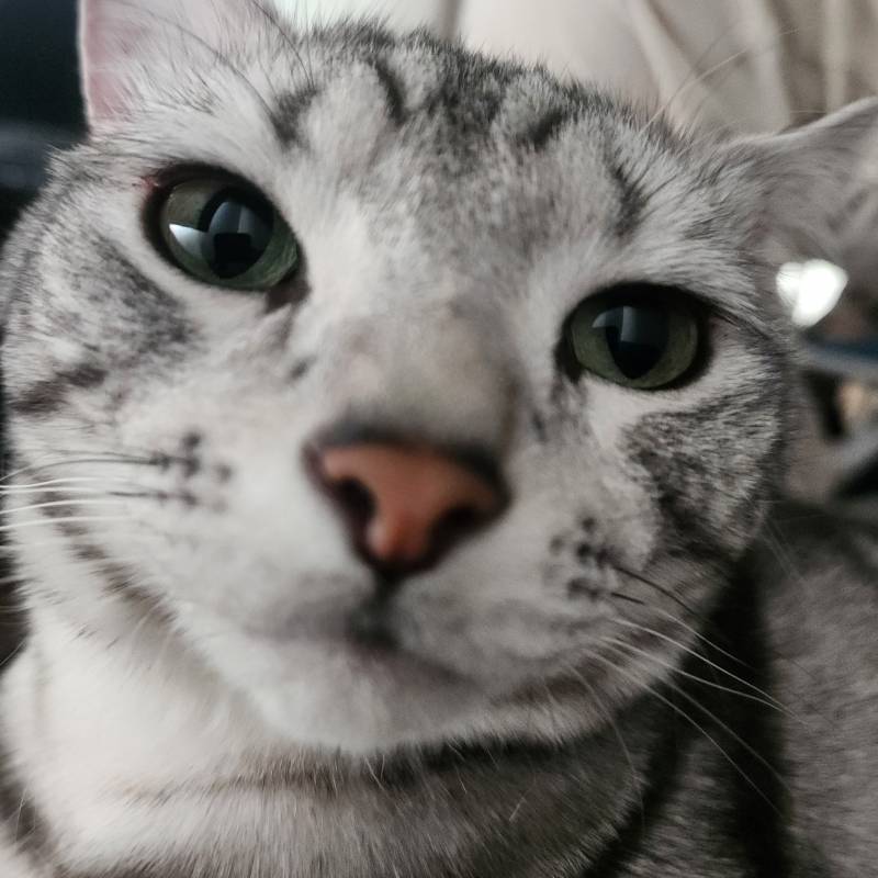 [잡담] 우리 집 고양이 외모 컨디션 차이 쩔어 | 인스티즈