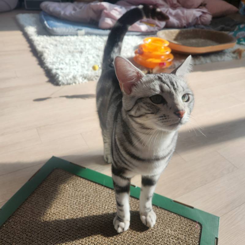 [잡담] 우리 집 고양이 외모 컨디션 차이 쩔어 | 인스티즈