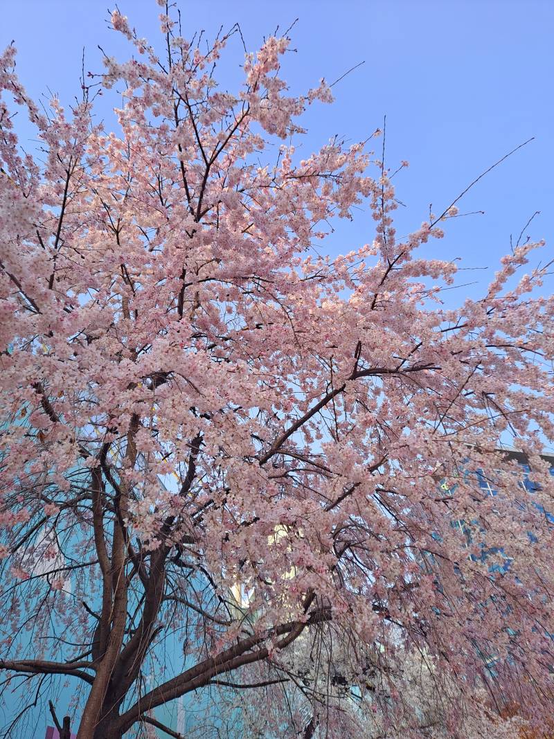 [잡담] 서울익 숨은 벚꽃 봤다..🩷🩷 | 인스티즈