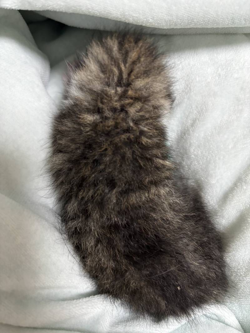 [잡담] 고양이 박사들 있니? | 인스티즈