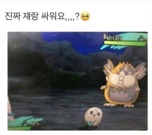 [잡담] 순꾸도리 있어? | 인스티즈