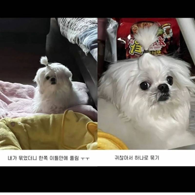 [잡담] 강아지들 가르마 있는거 왜케 웃기냐 | 인스티즈
