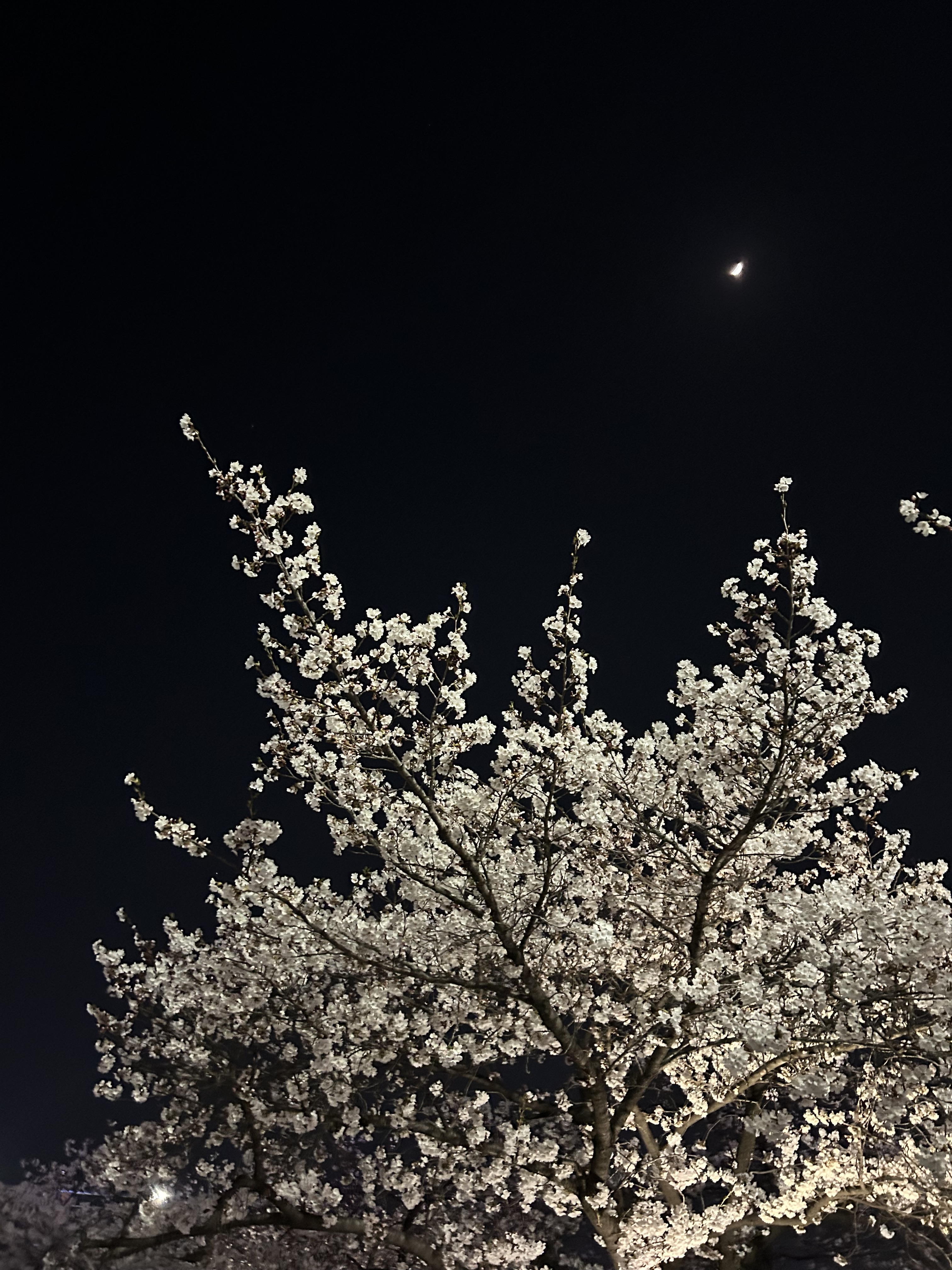 [잡담] 오늘 청주 벚꽃 | 인스티즈