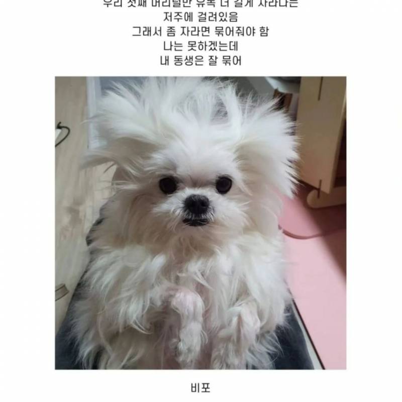 [잡담] 강아지들 가르마 있는거 왜케 웃기냐 | 인스티즈