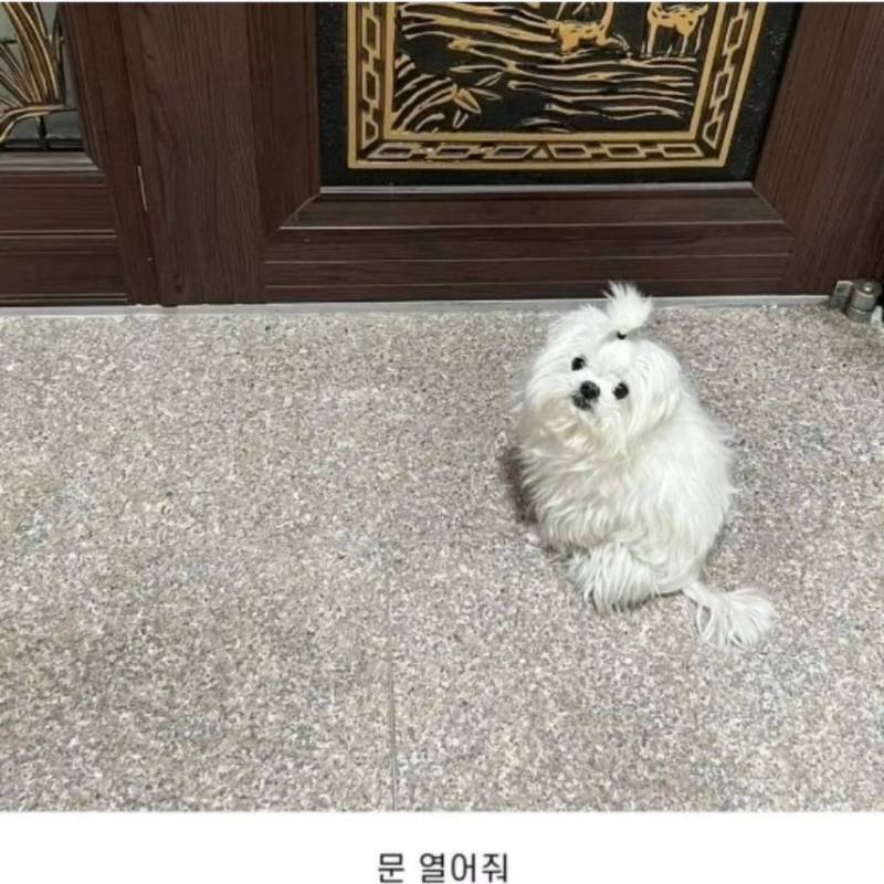 [잡담] 강아지들 가르마 있는거 왜케 웃기냐 | 인스티즈