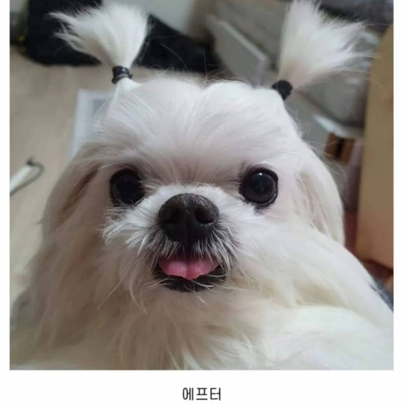 [잡담] 강아지들 가르마 있는거 왜케 웃기냐 | 인스티즈