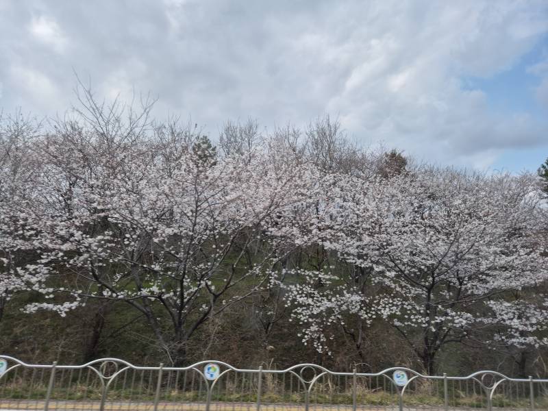 [잡담] 올해 벚꽃 진짜 질리게 보는 중🌸🌸🌸 | 인스티즈