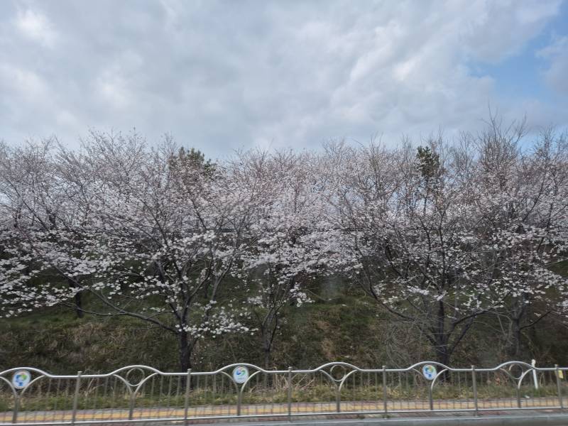 [잡담] 올해 벚꽃 진짜 질리게 보는 중🌸🌸🌸 | 인스티즈