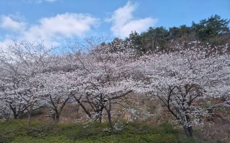 [잡담] 올해 벚꽃 진짜 질리게 보는 중🌸🌸🌸 | 인스티즈