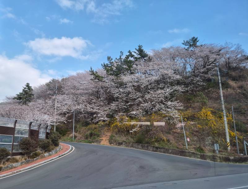 [잡담] 올해 벚꽃 진짜 질리게 보는 중🌸🌸🌸 | 인스티즈