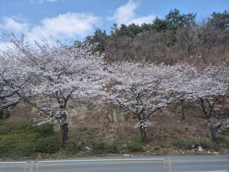 [잡담] 올해 벚꽃 진짜 질리게 보는 중🌸🌸🌸 | 인스티즈