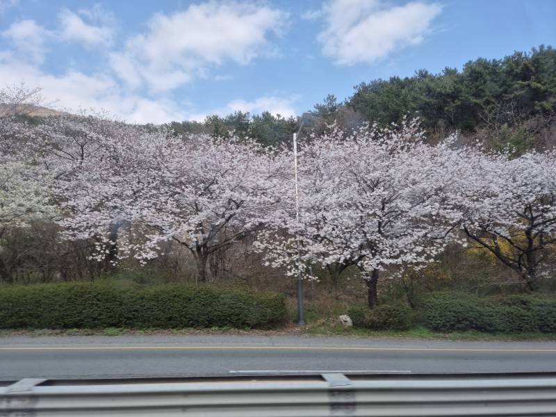 [잡담] 올해 벚꽃 진짜 질리게 보는 중🌸🌸🌸 | 인스티즈