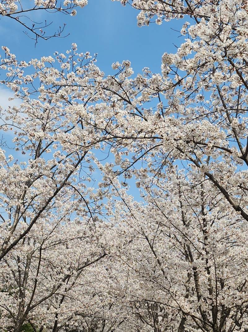 [잡담] 오늘 진해 벚꽃이야 | 인스티즈