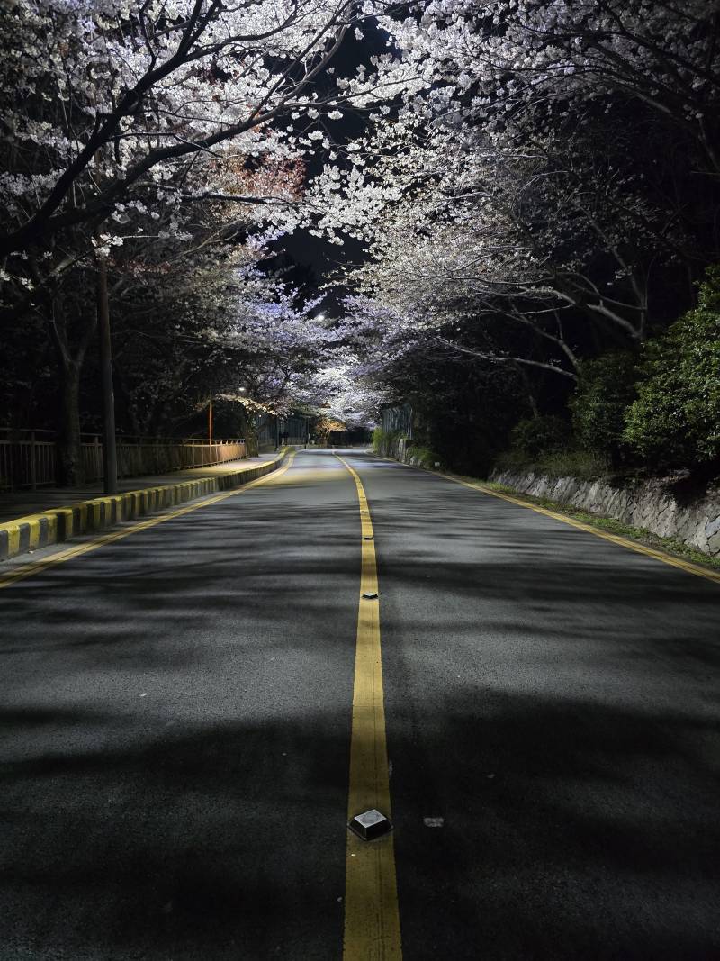 [잡담] 벚꽃은 밤이 더 이쁜거 같음 | 인스티즈