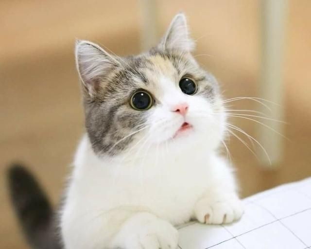 [잡담] 원희는 20살 되면 진짜 고양이 될거 같음 | 인스티즈