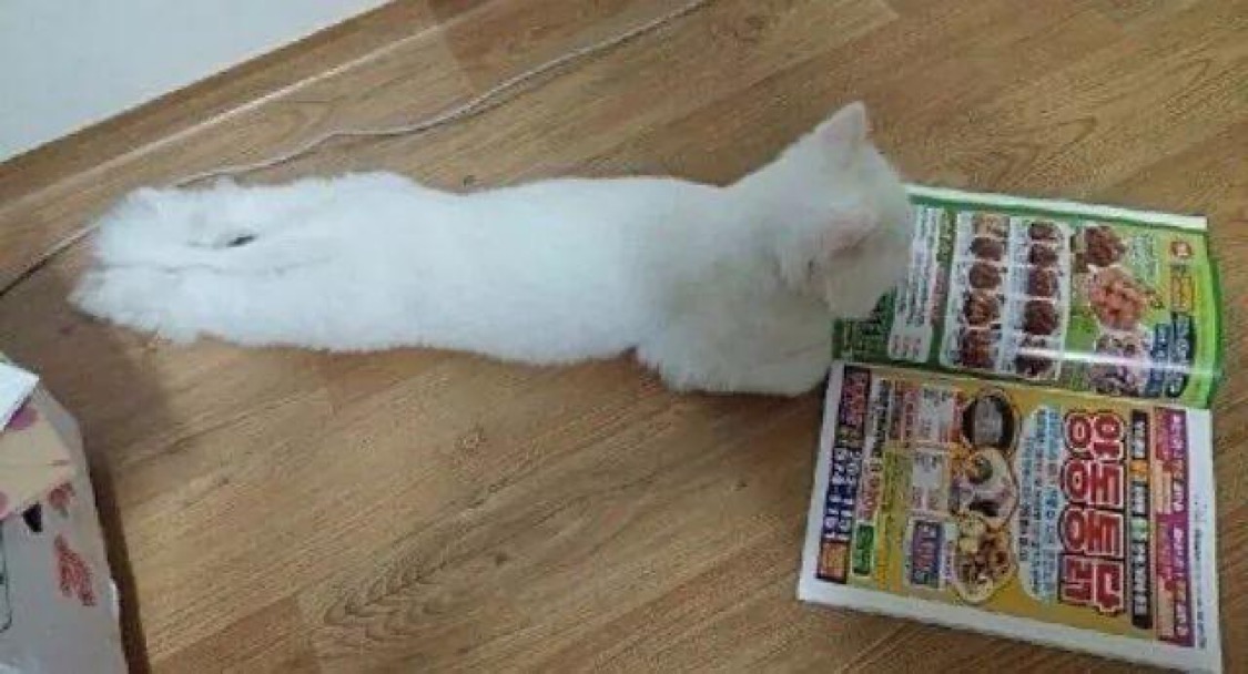 [잡담] 배달책자 정독하는 거 내 취미였는데 | 인스티즈