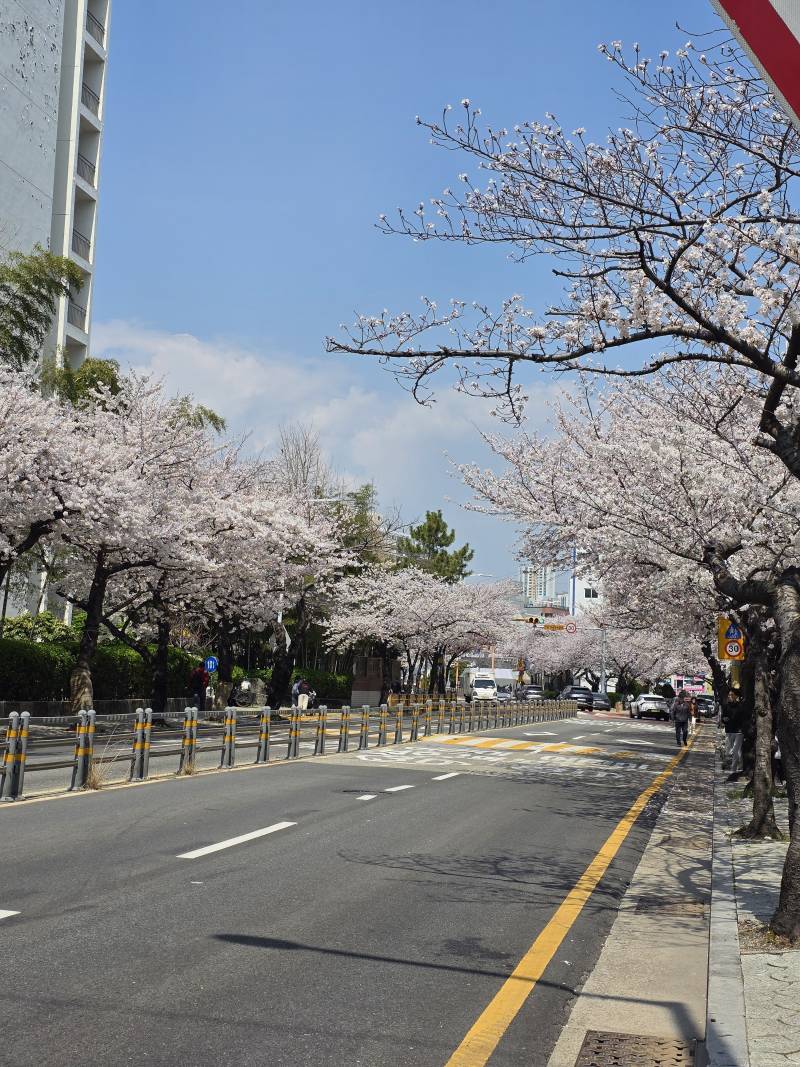 [잡담] 부산여행가서 벚꽃 원앖이 보고왔다 | 인스티즈
