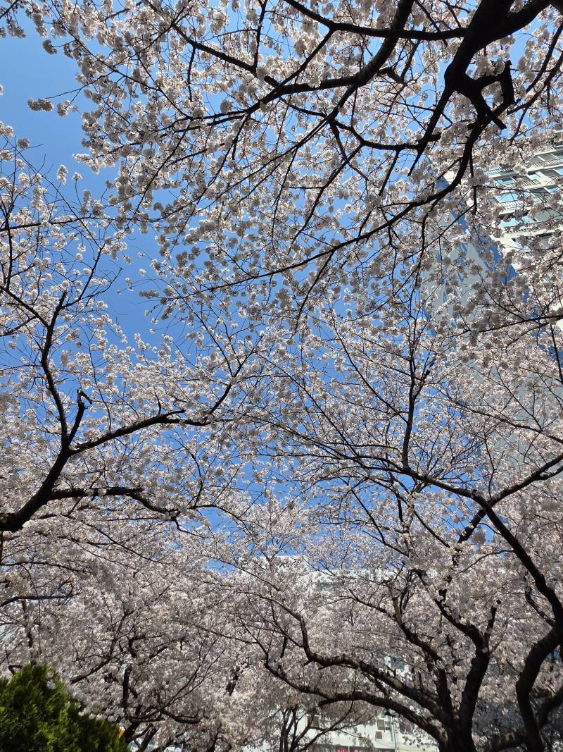 [잡담] 부산여행가서 벚꽃 원앖이 보고왔다 | 인스티즈
