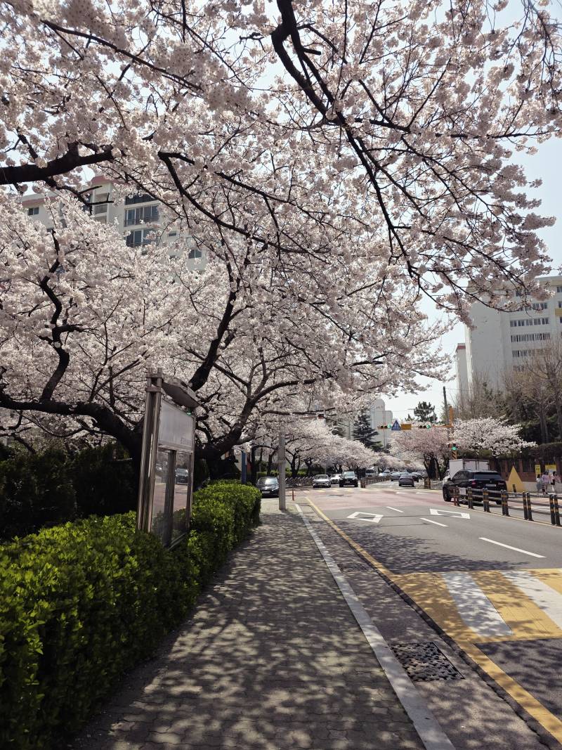 [잡담] 부산여행가서 벚꽃 원앖이 보고왔다 | 인스티즈