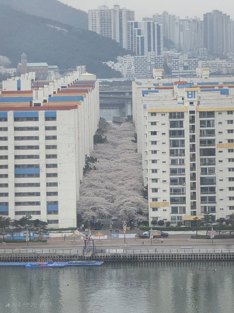 [잡담] 부산여행가서 벚꽃 원앖이 보고왔다 | 인스티즈
