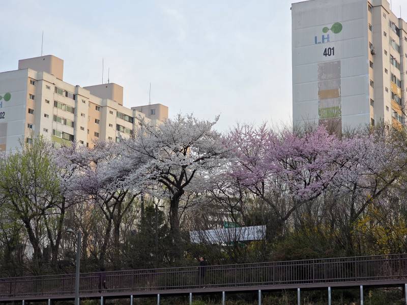 [잡담] 우리동네 개천가 벚꽃현황 | 인스티즈