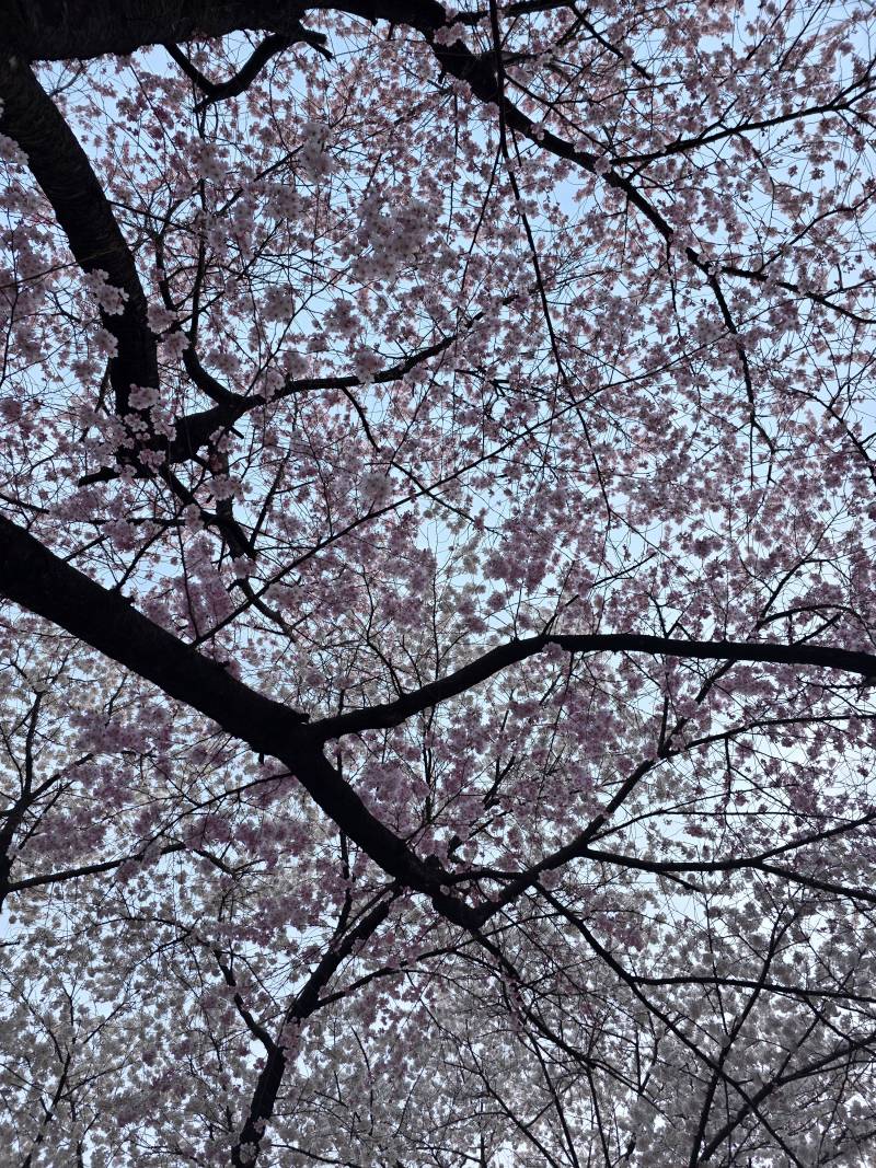 [잡담] 우리동네 개천가 벚꽃현황 | 인스티즈