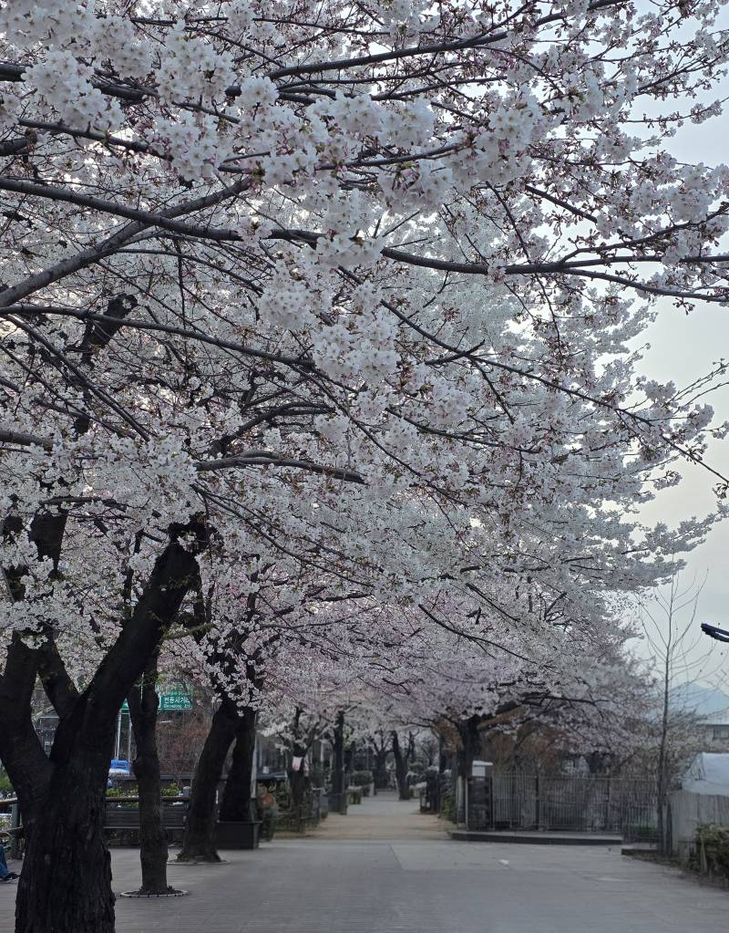 [잡담] 우리동네 개천가 벚꽃현황 | 인스티즈