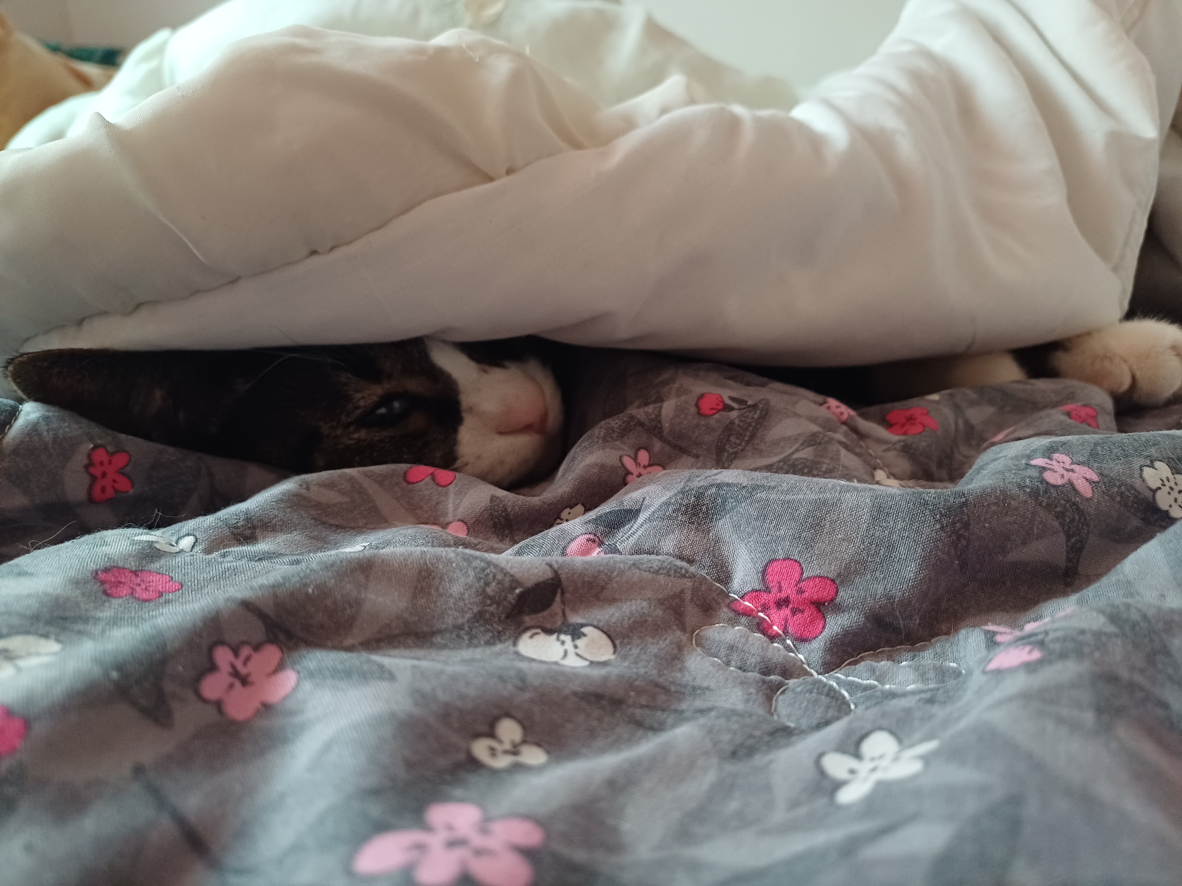 [잡담] 울집냥이가 봄이됐어도 이불밖은 위험하대 | 인스티즈