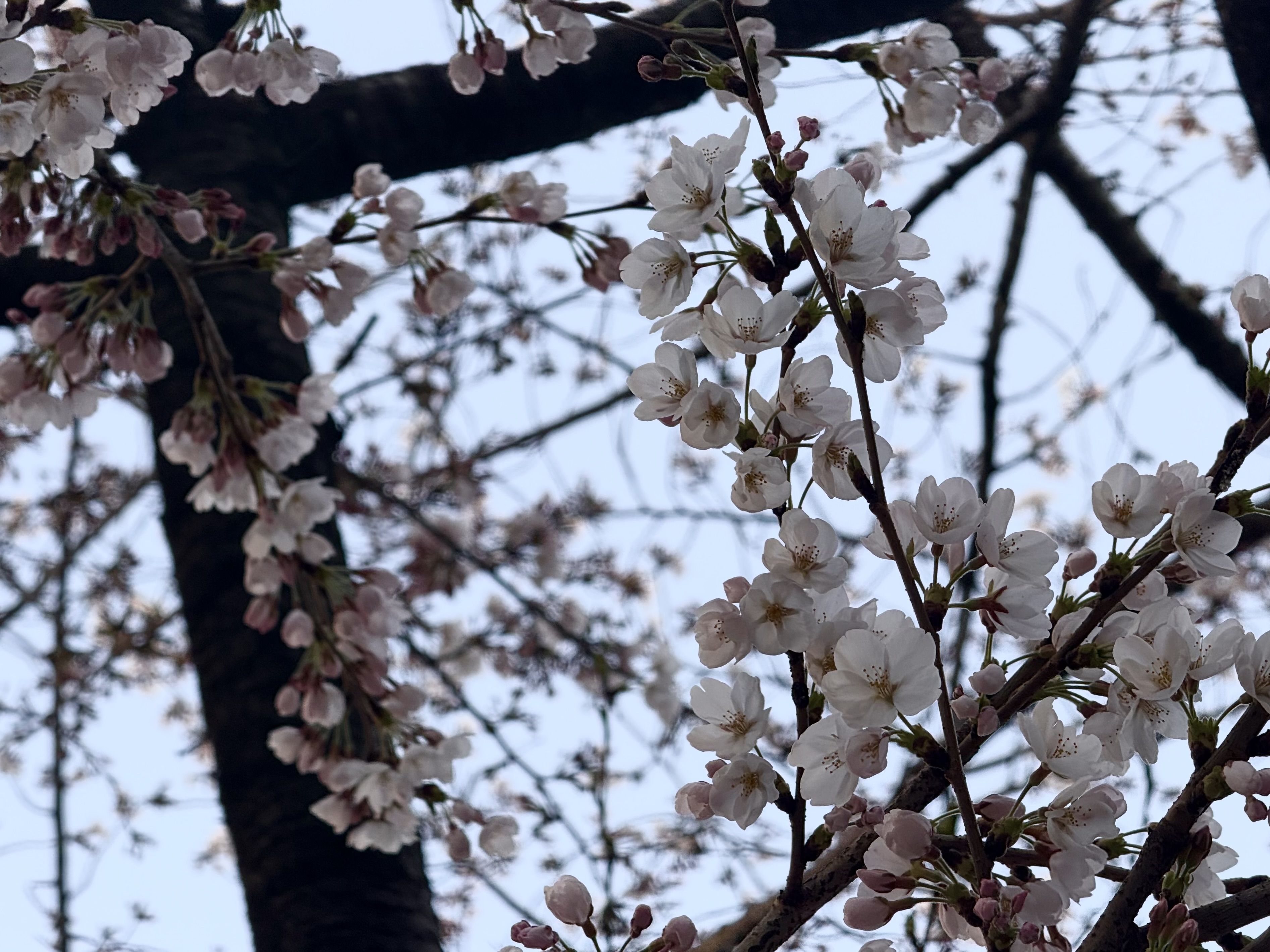 [잡담] 벚꽃 요즘 너무 이쁘게 폈어ㅜㅜ | 인스티즈
