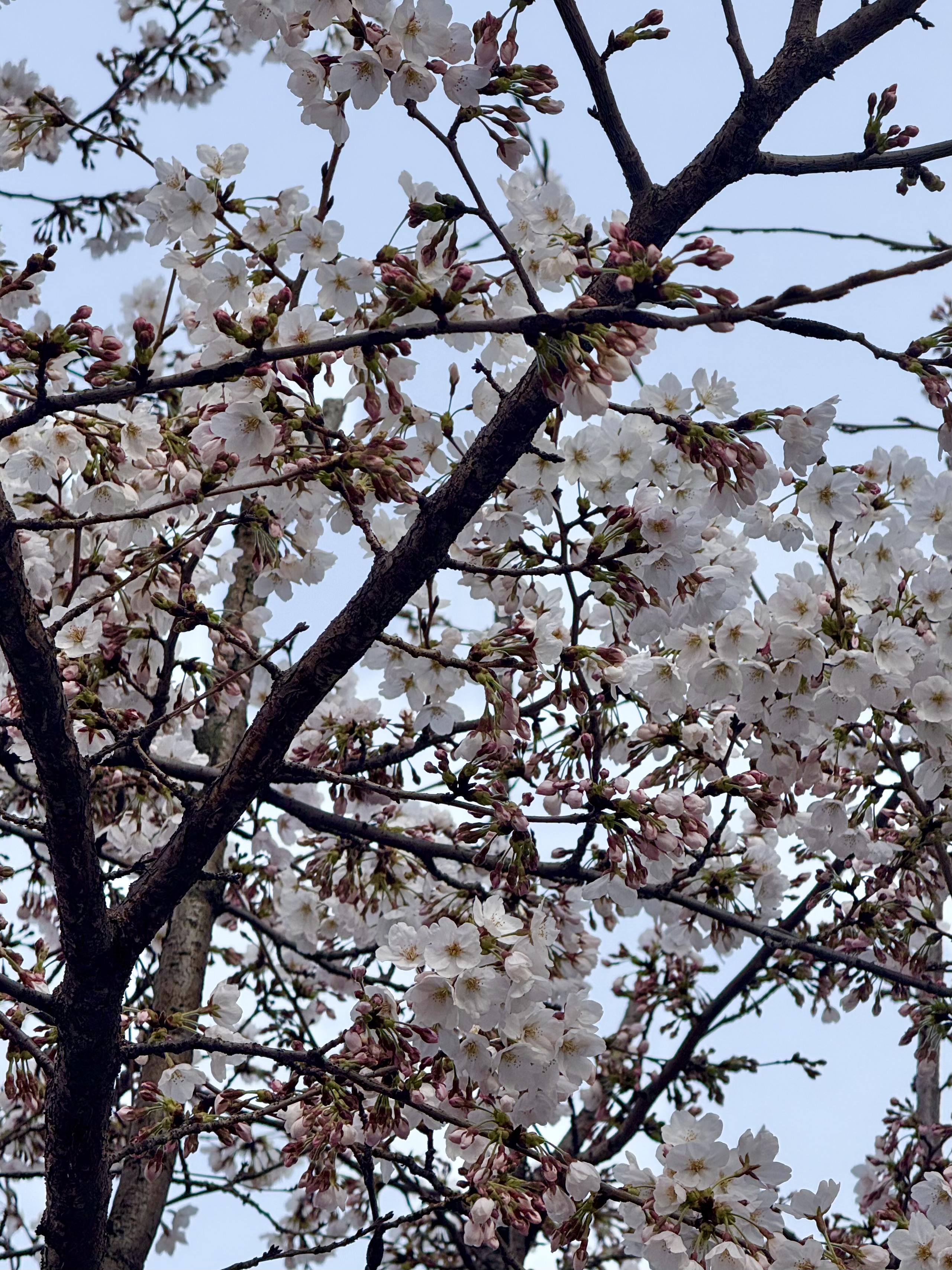[잡담] 벚꽃 요즘 너무 이쁘게 폈어ㅜㅜ | 인스티즈
