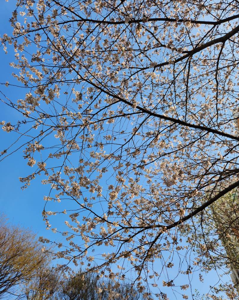 [잡담] 오늘 집 앞에 있는 벚꽃 찍어봤으! | 인스티즈